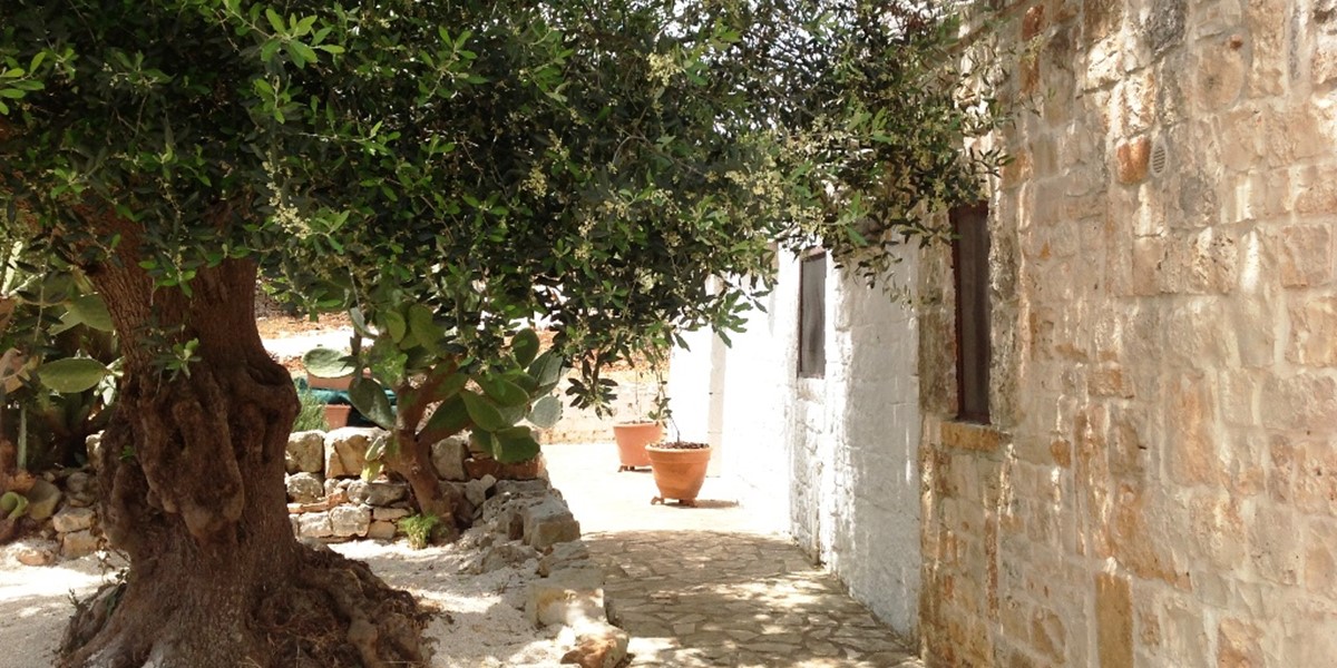 Trullo Casolare old olive tree.JPG